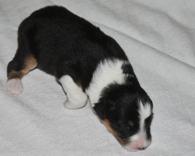 3 Male and 2 Female Australian Shepherd Puppies for Sale