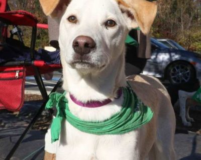 Young. White - with tan, yellow or fawn. Please contact Nancy Anderson ( [email protected] ) for more information about this pet. cute puppy ISO forever home! NELLIE NEEDS A FOREVER HOME!!!! Name: Nellie Best Guess for Breed: Retriever/lab mix Best Guess for Age: 7 months as of November 2025 SEX: Female Approximate Weight: 37 lbs as of 10/25/25 - she is still growing! Gets Along With: Other dog...