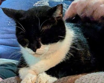 Hi, My name is Phantom. I am a super chill cat who prefers hanging out. My favorite spot is on the couch with my foster dad. I really don't seem to care about other cats. It takes me a bit to warm up but understand I was 'someone's cat once as I was already neutered when they brought me to be vetted. I was in a situation where folks were shooting at me and sending dogs to chase me. Now I feel s...