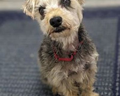 Frankie - Yorkie, Yorkshire Terrier/Mixed Breed (Medium) Mix Male Dog for Adoption