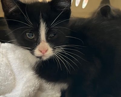 Ricky - Domestic Short Hair Mix Male Cat for Adoption