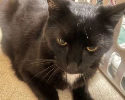 Wrinkle is a fun-loving, outgoing 7-year-old who s always ready to play. He enjoys chasing toys, rolling around in catnip, and exploring his surroundings with confidence and curiosity.. Good with kids Good with dogs Shots current Spayed / Neutered Housetrained. Breed Domestic Shorthair Color Black (All) Age Adult Sex Male Pet ID 22056413 Hair Length short