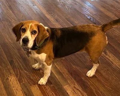 Fletcher Hayes - Beagle Male Dog for Adoption