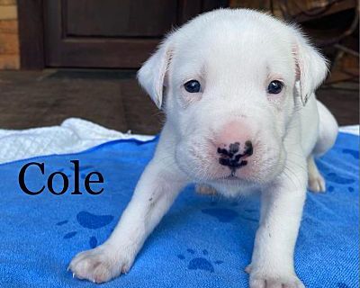 Cole - Golden Retriever/Boxer Mix Male Puppy for Adoption