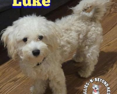 Luke - Maltese & Poodle Mix Male Puppy for Adoption