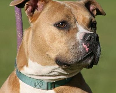 Kota - American Bulldog Female Dog for Adoption