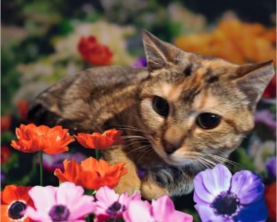 Ginger - Female Kitten Domestic Cat for Adoption