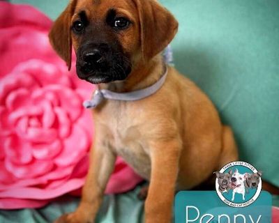 Child. Tan/yellow/fawn - with black. Microchipped. Meet Penny Lucky! This 2 month old cutie might be a Labrador Retriever / German Shepherd mix, but as a proud rescue, their breed blend is a mystery making them 100% unique and 100% loveable! While in our care, this sweet pup is soaking up all the snuggles, making new friends, and learning how to be the best little sidekick. See Penny's adorable...