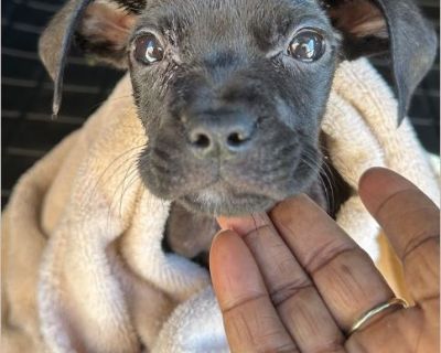 Gidget - Female Puppy Bullmastiff mix for Adoption