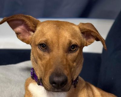 Arya Lake - Labrador Retriever Mix Female Puppy for Adoption