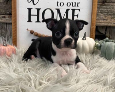 4 Male and 3 Female Boston Terrier Puppies for Sale