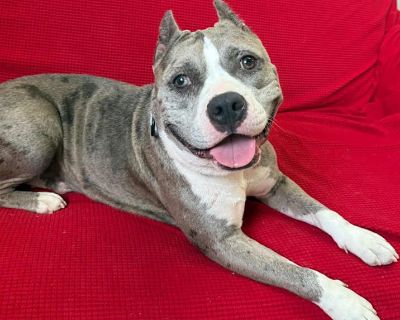 Scrumpdillyumptious "dilly - American Pit Bull Terrier Female Dog for Adoption