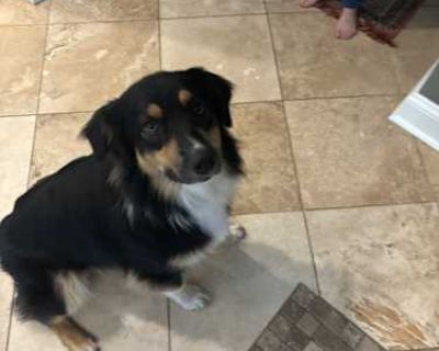 Charlotte - Australian Shepherd Female Dog for Adoption