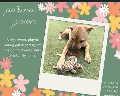 PARMA JAWN - Female Puppy German Pinscher mix for Adoption