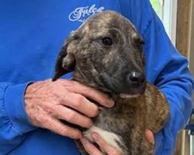 Jennifer's Bourbon - Labrador Retriever/Great Pyrenees Mix Female Puppy for Adoption