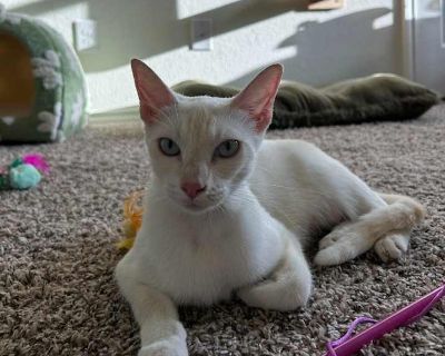 Young. Hair: short. Meet Elsa! She s a gorgeous 1 year old siamese flamepoint mix cat with the lightest, biggest blue eyes. She s reserved at first, but pets and churus are the way to her heart. She s a very affectionate girl who loves pets and window gazing. She is now available for preadoptions and should be able to go home 11/29. Adoption process Guinea Pigs: Piggies are adopted in pairs, un...