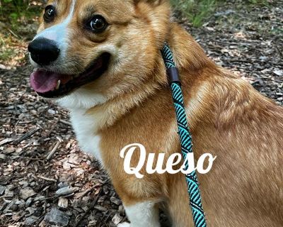 Queso - Pembroke Welsh Corgi Male Dog for Adoption