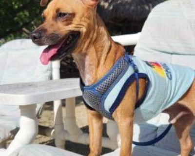 Barney - Chihuahua & Miniature Pinscher Mix Male Dog for Adoption