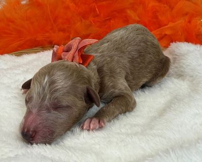 Im Tally s adorable red Mini Poodle, Orange Boy. Both my parents have great temperaments and have been genetically health tested. My Mom is an 11 lb Poodle and my dad is a 17lb Poodle. I have removed my dewclaws, had my tail docked, received early neurostimulation and litter box training, and will have all my deworming and first puppy vaccines and a thorough nose-to-tail vet examination before ...