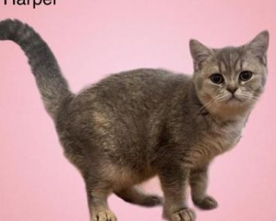 Harper - British Shorthair Female Cat For Sale