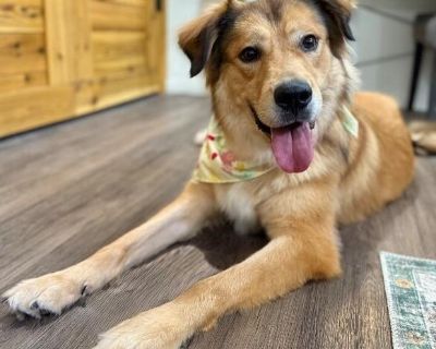 Reggie Bear - Golden Retriever & Great Pyrenees Mix Male Dog for Adoption