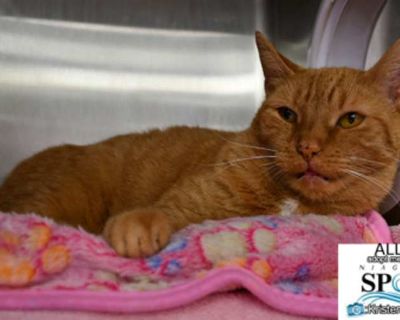 Ally - Domestic Shorthair Female Cat for Adoption