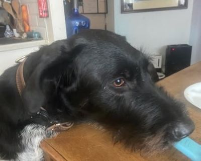 Juno Fayetteville - German Wirehaired Pointer Mix Female Dog for Adoption