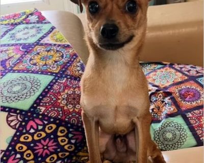 Super super affectionate yet independent playful Izzy is looking for her forever home. Izzy is a little over a year of age' 12 lbs, spayed, vacinated and microchipped. She is house trained, great with other small dogs that are not in her face. Requires a secured fenced yard. No small children please. She is just a great smart dog all the way around.The love is Endless. If you are truly looking ...