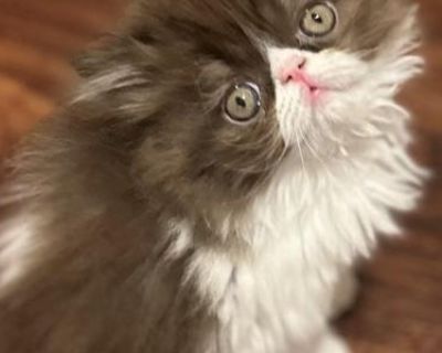 Reserved Chocolate Bi Color Peke Extreme Flat Face - Persian Male Kitten For Sale