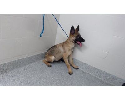 A173238 - Belgian Malinois Female Puppy for Adoption