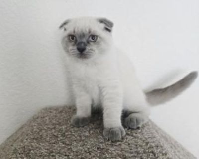 Cesar Scottish Fold Russian Blue - Scottish Fold Male Kitten For Sale