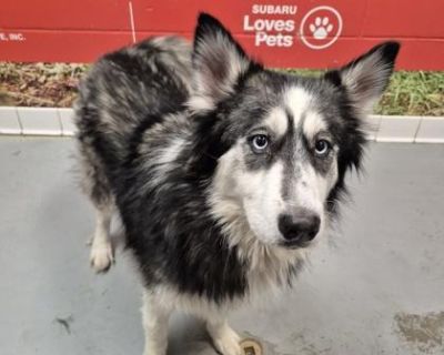 Sabrina - Siberian Husky Female Dog for Adoption