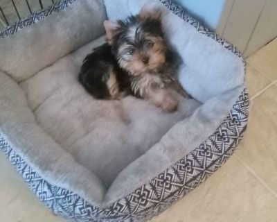 3 Male and 2 Female Yorkshire Terrier Puppies for Sale