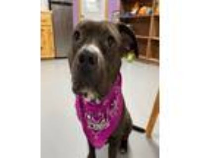 Adopt Sadie a American Pit Bull Terrier / Mixed dog in Glenfield, NY (33652898)