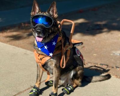 Meet Aston he is a trained Mobility and Psychiatric Service Dog, Aston, to the right forever home. He is a 5-year-old purebred German Shepherd from DDR working bloodlines, weighing about 70 lbs with a striking dark sable coat.

Aston is dual-purpose trained in:
✅ Counterbalance & wheelchair/mobility chair assistance
✅ PTSD, anxiety & panic attack response
✅ Deep Pressure Therapy (DPT)
✅ Advance...