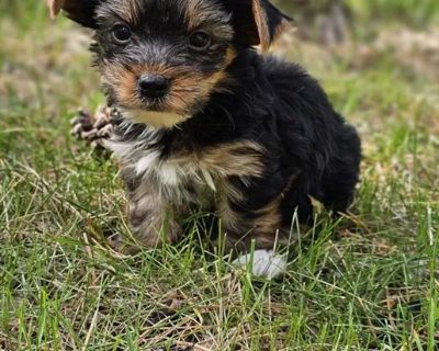 Smokey - Male Yorkshire Terrier Puppy for Sale