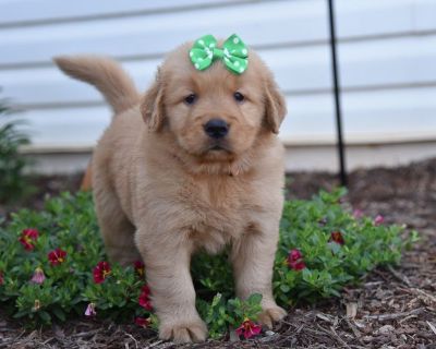 3 Male and 5 Female Golden Retriever Puppies for Sale