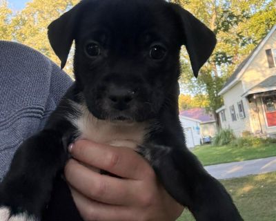 Buster - Mixed Breed Male Puppy for Adoption