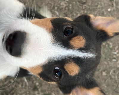 Annie Oakley - Australian Shepherd Mix Female Puppy for Adoption