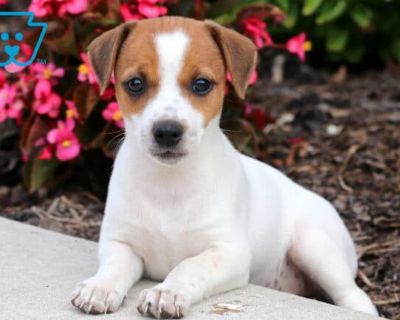 Special - Female Jack Russell Terrier Puppy for Sale