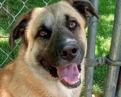 Rover - Anatolian Shepherd Mix Male Dog for Adoption