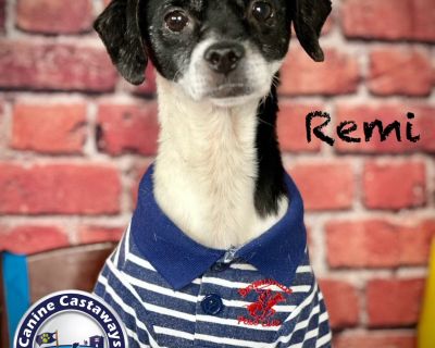 Remi - Rat Terrier & Smooth Fox Terrier Mix Male Dog for Adoption