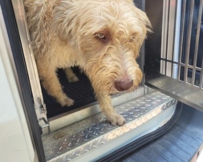 Pen 118 - Labradoodle Mix Male Dog for Adoption