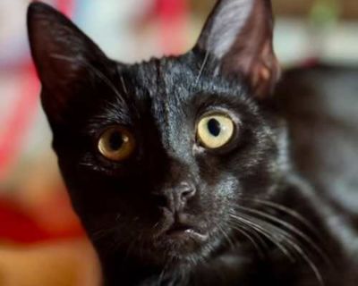 Dale & Bloomy - Domestic Shorthair Male Cat for Adoption
