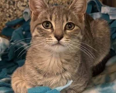 Hello! My name is Mitsubishi! I am a fun little kitten, just learning about the world! I am looking for a home where the people will give me the attention I need and have patience as I grow through my kitten stage and become a well-behaved cat. In exchange, I will give you cuteness, silliness and many years of affection and companionship. Come to the shelter to meet me!. Spayed / Neutered. Bree...