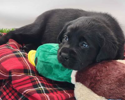 2 Male and 3 Female Labrador Retriever Puppies for Sale