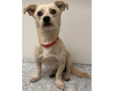 Dunkin - Terrier (Unknown Type, Medium)/Chihuahua Mix Male Dog for Adoption