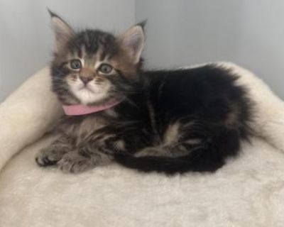 Amanda - Maine Coon Female Kitten For Sale