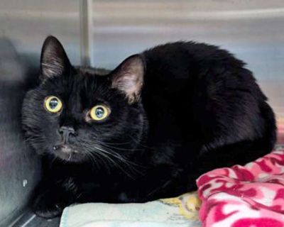 Luna Rose - Domestic Shorthair Female Cat for Adoption