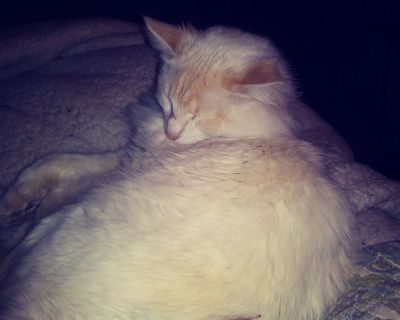 Lost cat